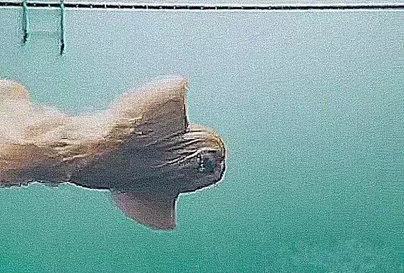 狗狗去游泳，进水半天没动静，一看狗子把主人吓了一大跳