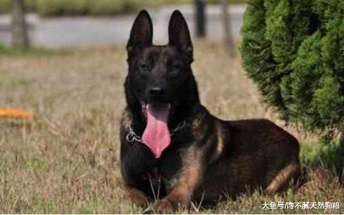 这五种狗狗，对主人绝对是“忠心”，一口饭跟你一辈子