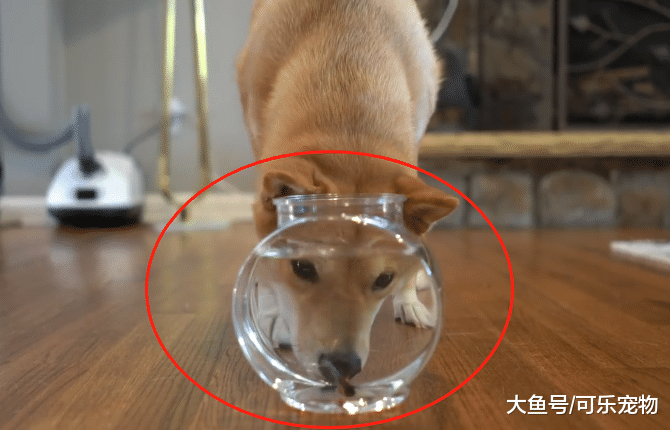 柴犬对金鱼着了迷，趴在鱼缸边直勾勾瞅着，怕不是把自己当成猫了
