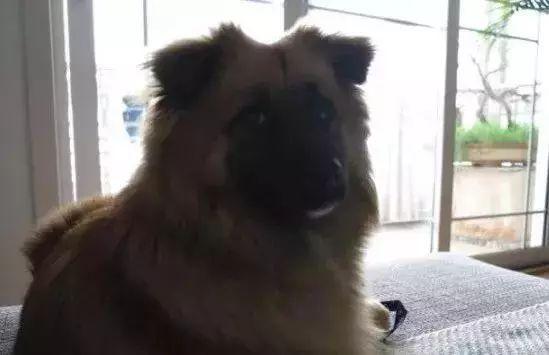 狗狗为什么总爱趴在铲屎官脚背上？知道原因后主人很愧疚！