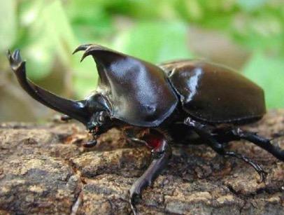 见到这种昆虫不要伤害，它们也是国家保护动物！