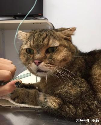 病危猫咪回光返照跳出氧气箱，只为看主人最后一眼，这才愿意离去