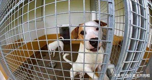 千万不要随便把狗狗送人, 会有5个严重后果, 它们真的很伤心!