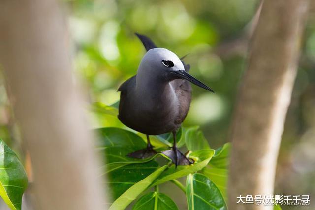 鸟类摄影拍出数毛的效果最好吗？这些创意摄影技巧让作品与众不同