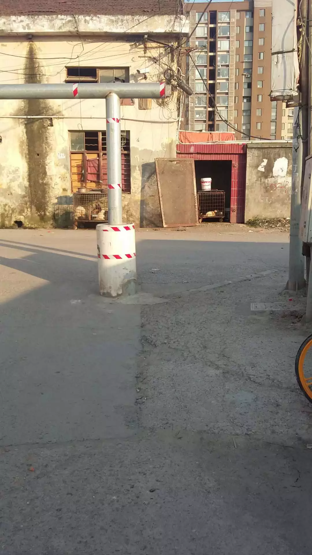 几十只名犬被关笼子里虐待，食盆里还有大便！狗的来源细思极恐