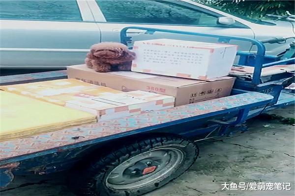快递小哥的包裹频繁被偷，结果想了个“好主意”，泰迪：生活不易
