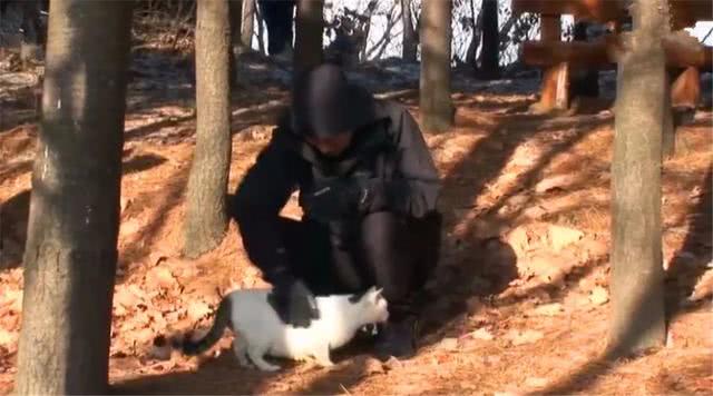 流浪猫坚守在山上等待主人, 被当孕猫救助后, 才知大肚子都是肥肉