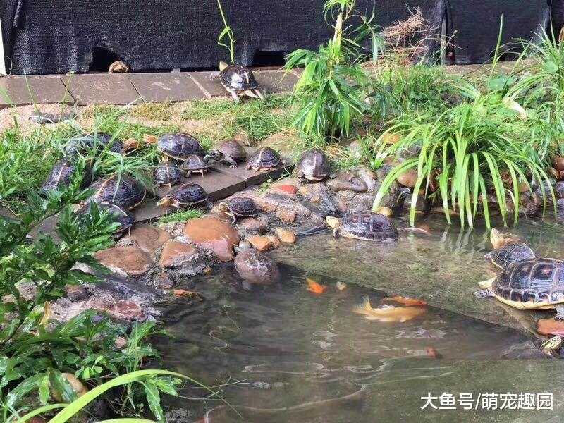 国庆七天乐，养龟人安心游