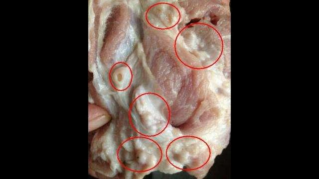 农村农村老俗话说“割肉不割糟头肉, 买鱼不买鲫壳鱼”是什么意思? 有道理吗?