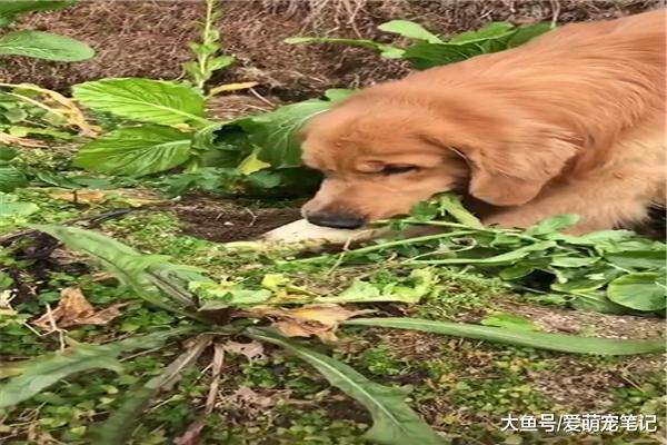 帶金毛回老家過年，沒兩天就學會拔蘿卜，真是窮人家的孩子早當家