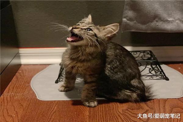 遛狗时捡到一只皮包骨的流浪猫，犹豫收养时，猫咪的反应让人心塞