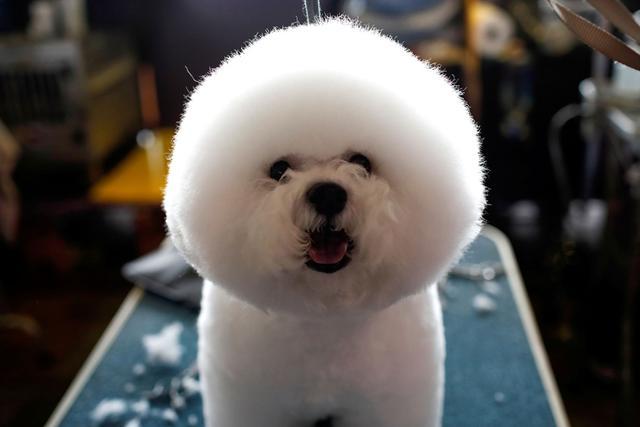 比熊犬的寿命只有12-14岁, 这“3点”可以延长狗狗寿命, 陪你更久!