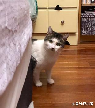 用爱就能治愈它们的悲伤，国外网友分享，怕人猫变粘人猫咪全过程