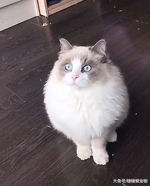 主人带布偶猫做造型，品种给都换了，网友：两万的身价瞬间打折！