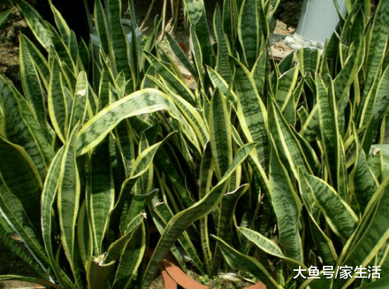 卫生间最适合养的6种植物，不仅能净化空气，还能除菌杀菌