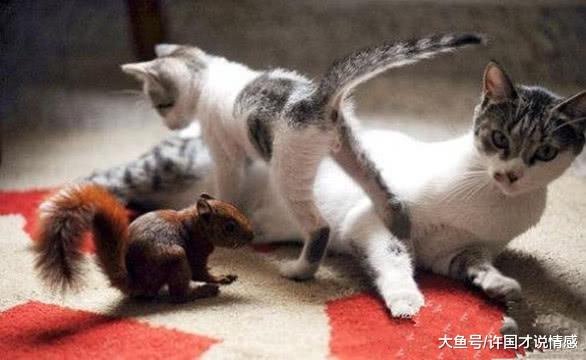 猫妈叼着只小动物回来，以为是小老鼠，主人走近一看后傻眼了！