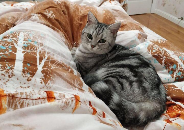 小伙在宠物市场里, 意外带出了一只短毛猫, 带给他更多的快乐