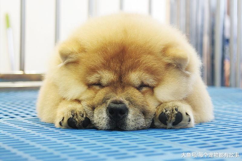 如果多养一只宠物狗，那原住民会有什么态度？你家是哪种呢