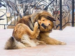 为什么狗洗完澡了，还像从臭水沟里捞出来一样难闻？检查这四方面