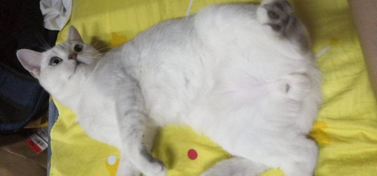 男子外出回家后，没看到猫咪，推开门后尴尬了