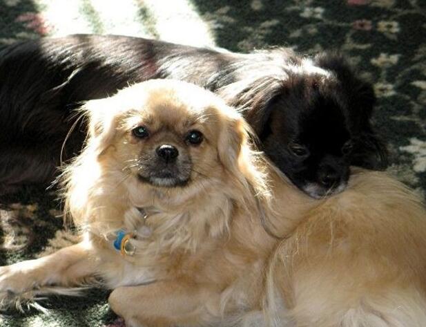 解读“西藏猎犬”，带有神秘色彩的西藏犬，清朝时著名的宫廷犬