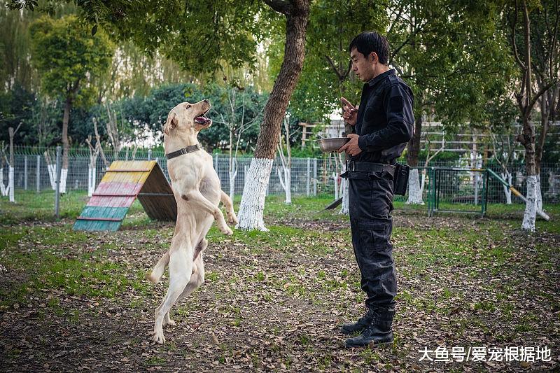 宠物狗爱上捡破烂，什么都往家里捡，主人：能开个废品收购部啦！