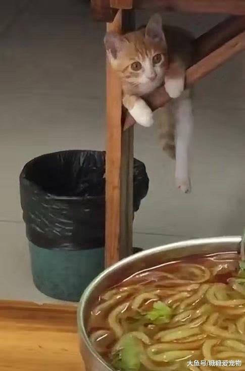 某馋猫藏在桌子下盯着碗，猫：我好像卡着了，救我下来一起吃！