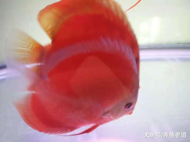 家有一缸觀賞魚，平靜的是心氣純潔的是心靈！