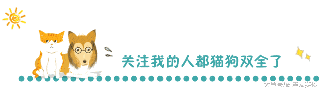 静电把小猫咪电到怀疑喵生! 喵: 我这一身都是什么东西?
