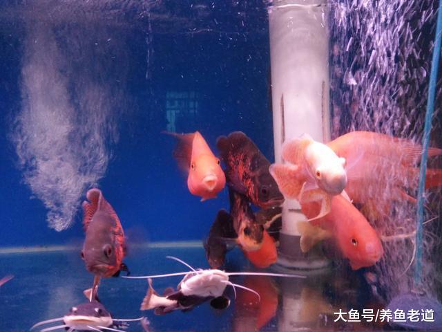 夏季高温谨防观赏鱼缺氧，我们可以通过以下方法应对