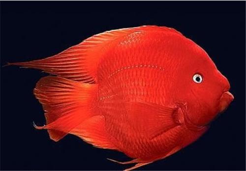 你家的红鹦鹉鱼为什么会变白？变白了的鹦鹉鱼怎么变红？