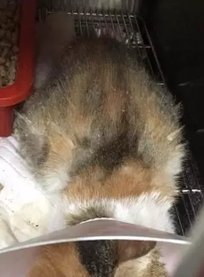 三花猫遭退养自残拔毛，生无可恋的它决定等死！