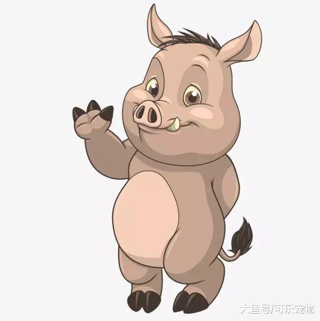 野猪冲上高速公路，意外被车撞飞，相关部门：不会追究司机责任