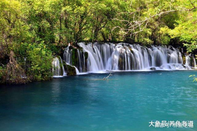 小鱼缸饲养小金鱼只增氧无过滤, 为什么鱼儿会死呢?