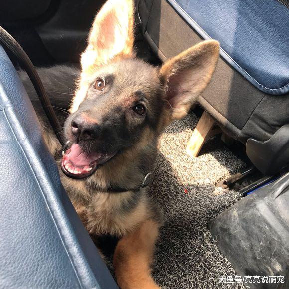 网友带德牧出去玩，路上遇到一只黑狗，它拦着不让走