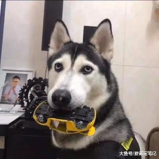 二哈一整天都叼着玩具，主人以为是喜欢，后来才知道是卡在牙里了