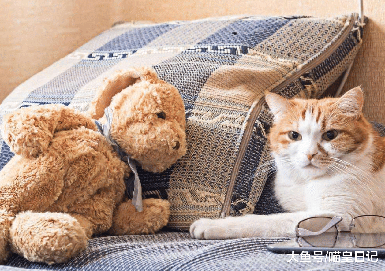 这三种东西虽然外表好看，但却不适合戴在喵星人的身上！