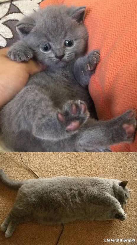 当兵的父亲照顾猫咪后，活生生变成“豆腐块”，内心差点崩溃！
