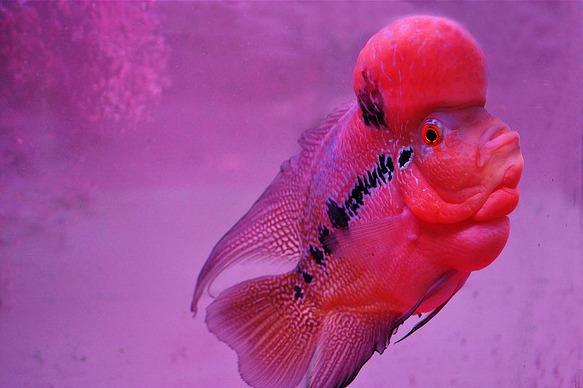 地球上10大命运最惨的热带鱼，鹦鹉鱼没后代，清道夫任劳任怨