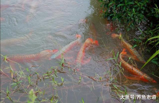 饲养观赏鱼，多事之秋更要保持水体稳定，不要轻易改变换水频率