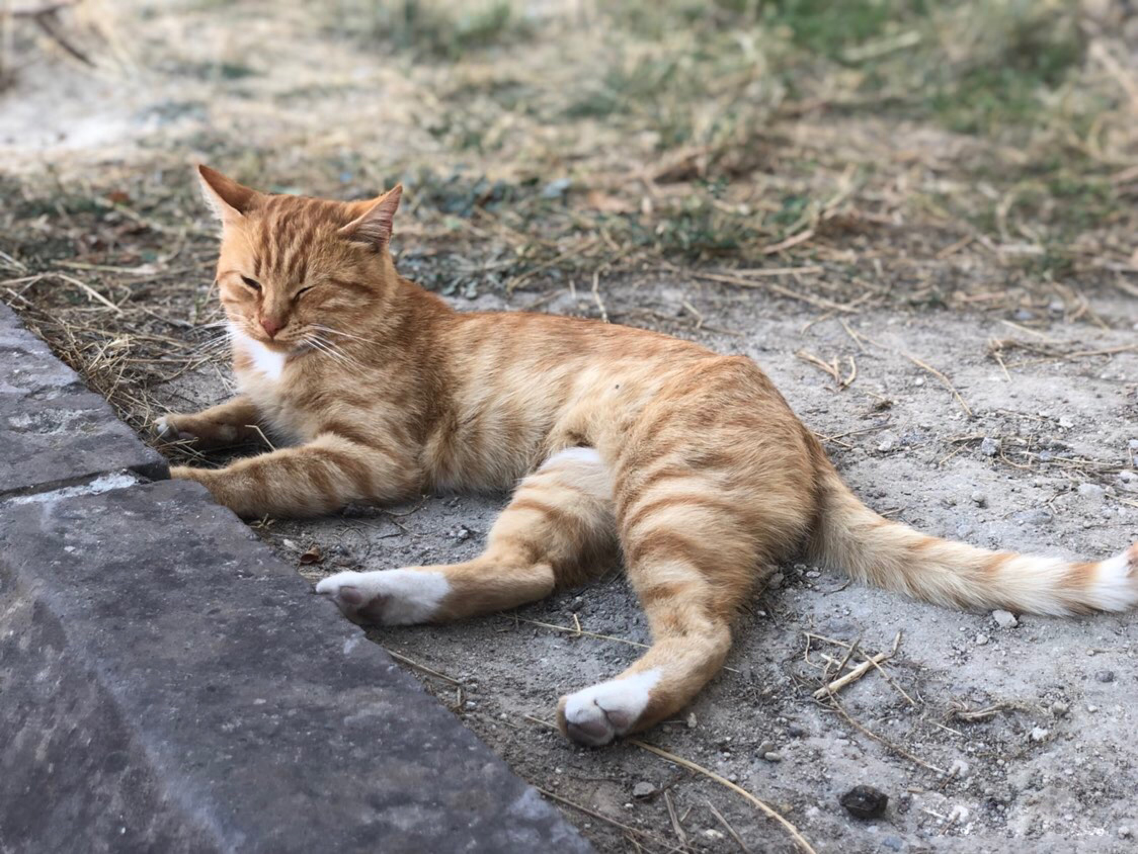 资深猫奴携神秘东方猫粮赴土耳其援猫！太壮观了，感受下……