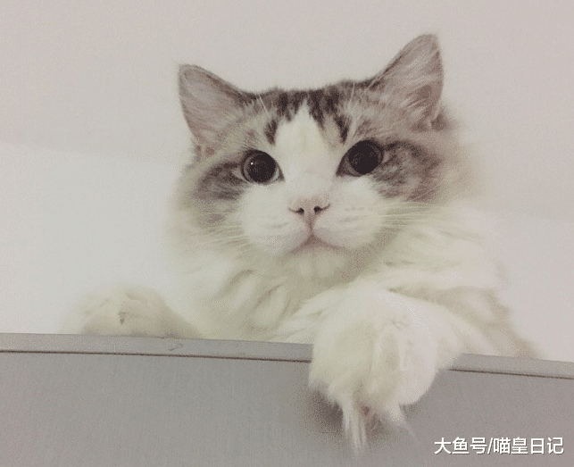 “你家的荷兰猪怎么瘦成这样了？”拜托，我这个是布偶猫！