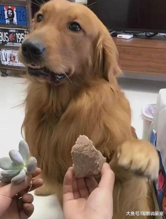 主人拿出多肉和植物让狗子选，没想到二哈竟选了这个……
