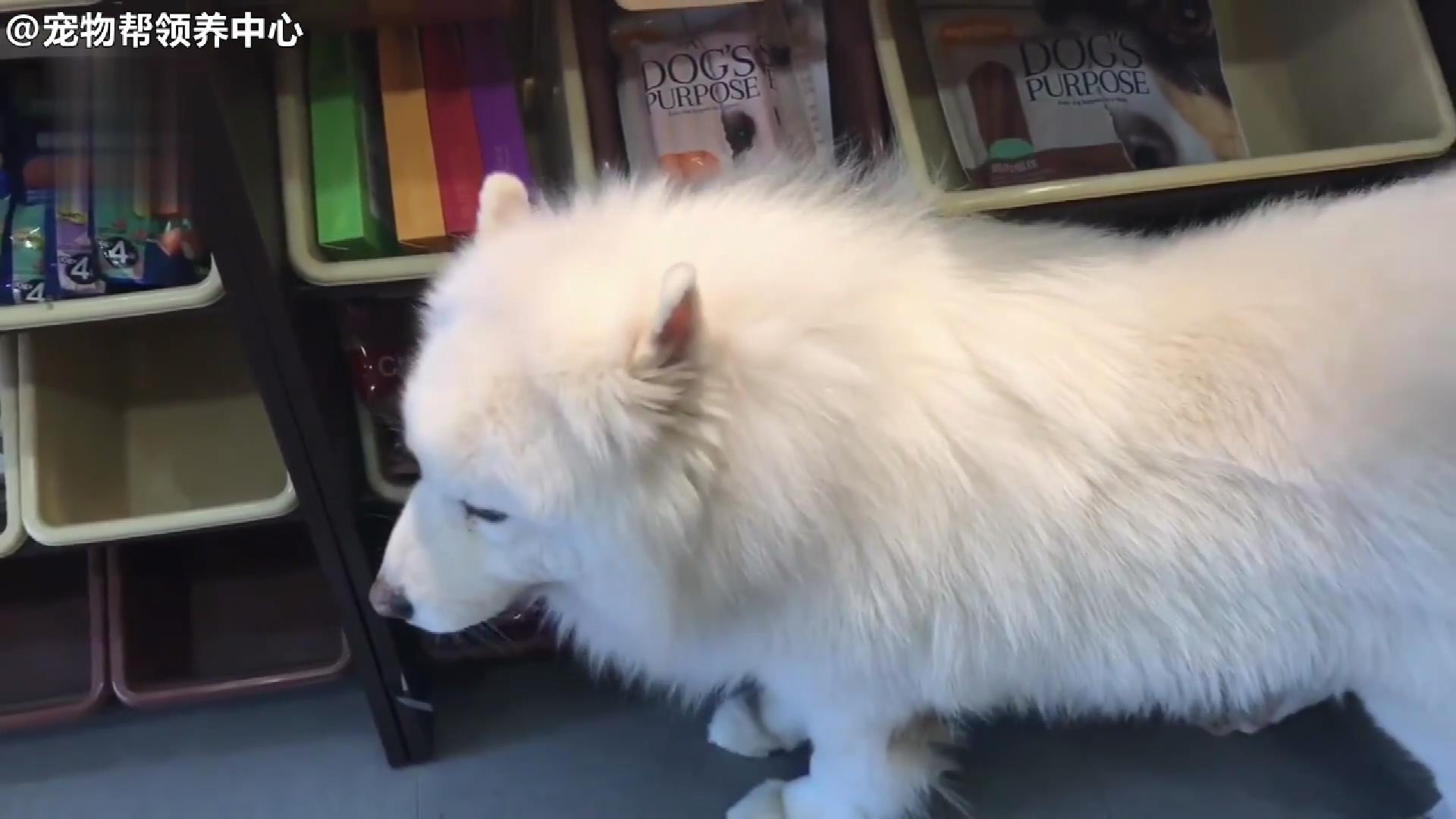 还在纵容它吃？！有些爷爷奶奶养大的狗真的不是“幸福肥”！