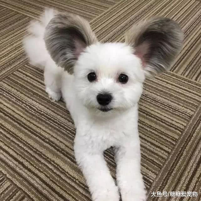 小狗因長有一雙“招風耳”爆紅，軟萌顏值高，網友：元芳，是你嗎