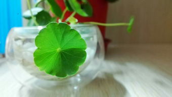 铜钱草的叶子经常变黄的原因是什么？这里知道来看看吧