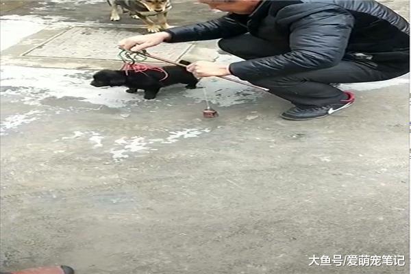 主人称下小狗有多重, 旁边的狗妈妈急坏了, 以为要卖掉自己的孩子
