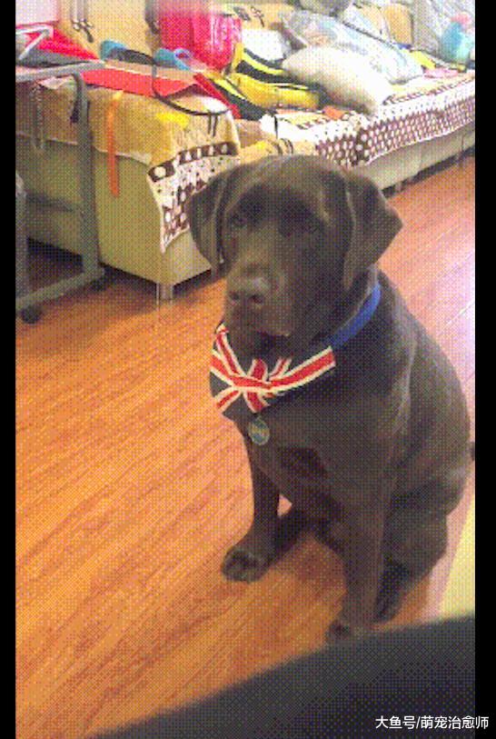 奶奶误把狗碗当作盘子盛菜了，狗狗在饭桌前委屈看着：我的饭呢？