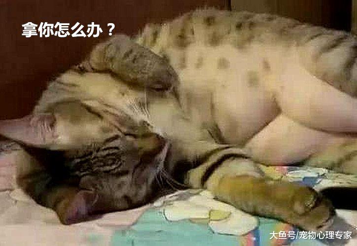 给猫咪洗澡，吹干时发现异常，翻开肚皮一看，这腹肌练到位了