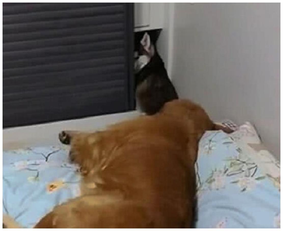 二哈啃了主人一口, 保镖金毛当场发飙: 还想不想干了?